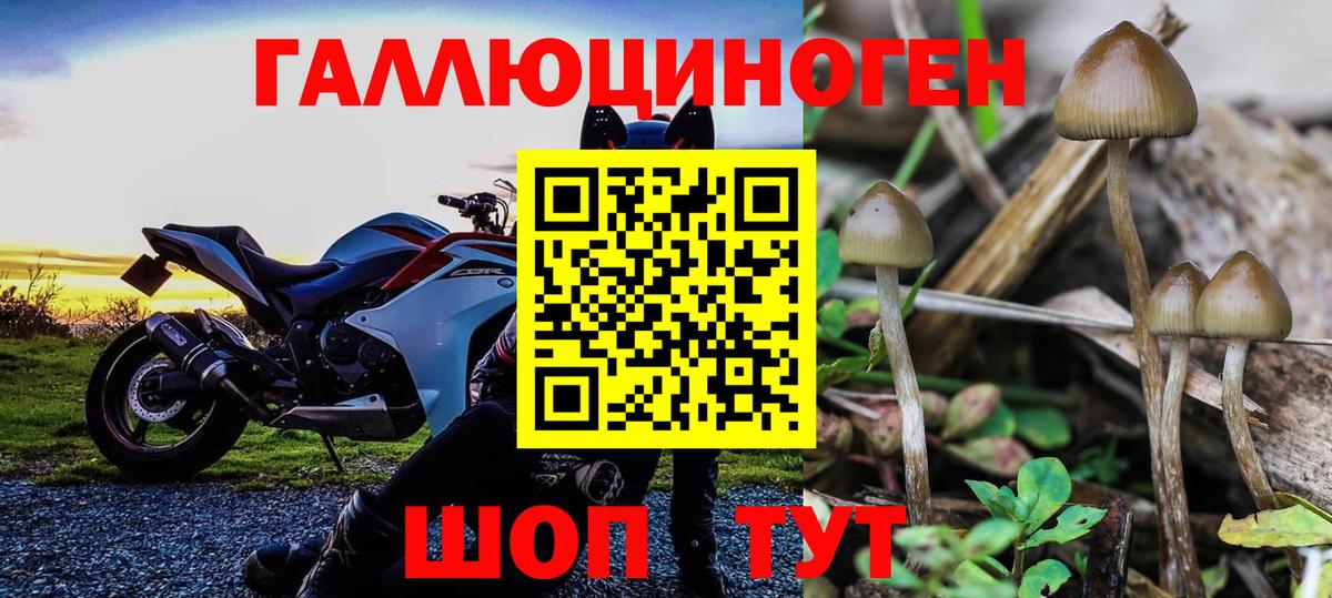 Псилоцибиновые грибы прущие грибы Великий Новгород